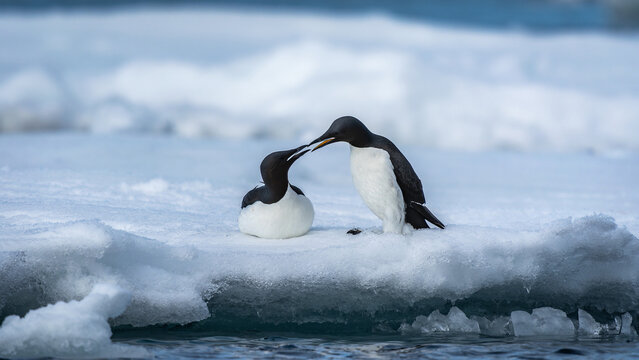 Ein Paar Dickschnabellumme (Uria lomvia) turteln auf einer Eisscholle im arktischen Ozean bei Spitzbergen.
