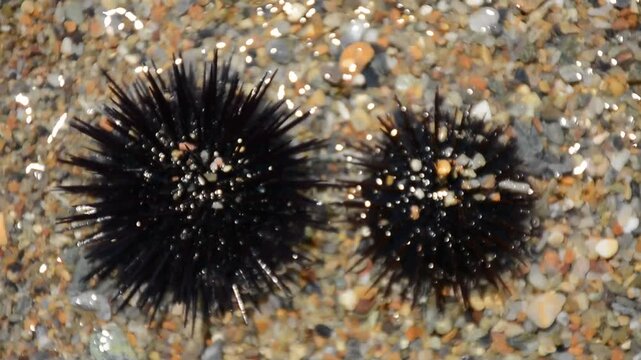 Small sea waves wash over two sea urchins on the shore