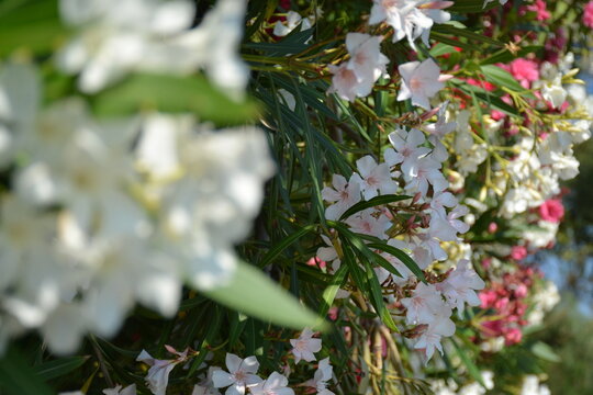 Beautiful bushes of white, pink, and red oleander in the garden in summer