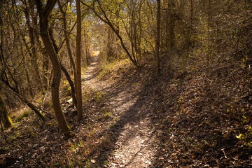 Fototapeta premium Woodland Trail In Golden Spring Light