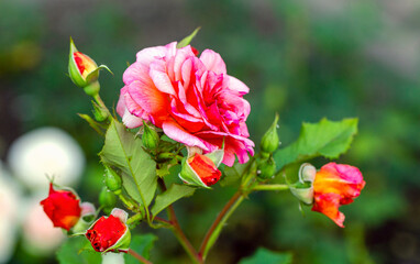 Obraz premium Pink and red rose bloom with several unopened buds and green leaves on a garden shrub against a soft blurred background