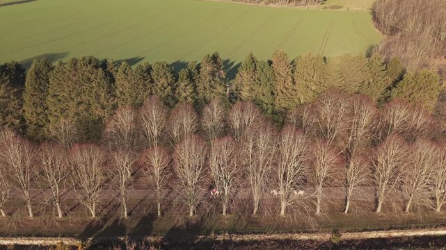Aerial view of the Hill of Tarvit estate featuring a path lined with bare trees, adjacent green fields, and woodland in Cupar, Scotland, United Kingdom.