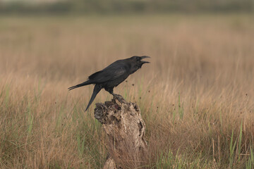 Fototapeta premium A Common Raven (Corvus corax) flying low over a dry grassy field in El Taray, Spain. Action wildlife photography of a large black corvid in mid-air flight.