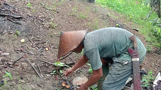 Asian farmer with a traditional conical hat harvesting and picking fallen nutmeg seeds from the ground
