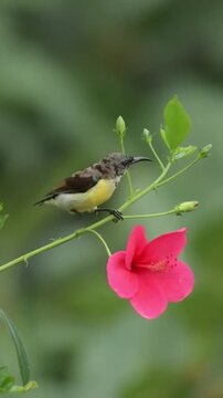 Small Bird Perched on Pink Hibiscus Flower Branch