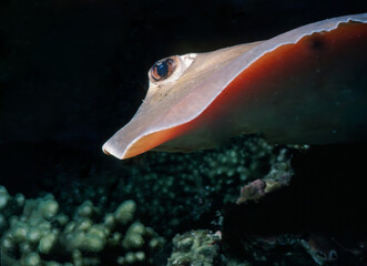 Close-up of an eagle ray swimming over a coral reef in the dark ocean.  © ryujiro