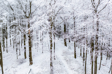 Naklejka premium Beskid Sądecki, Hala Łabowska, Małopolska, Zima, Sądeckie,