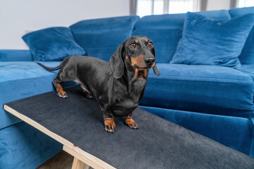 Black and tan dachshund dog lying down on a dog ramp next to a blue sofa, relaxed pet using accessibility equipment indoors © Masarik