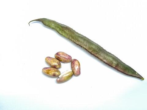 Cranberry beans (also known as Borlotti or Roman beans), a variety of Phaseolus vulgaris.