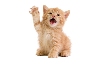 Orange tabby kitten with mouth open and paw raised © Antonio