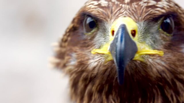 Close-up portrait of a majestic hawk opening its beak and turning to profile view. Detailed brown feathers and sharp gaze against a rustic concrete background.