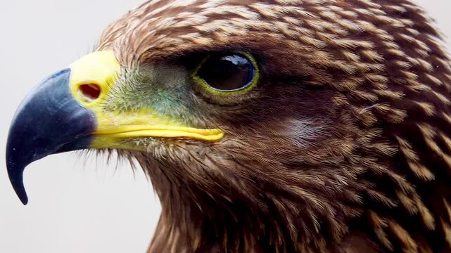 Close-up portrait of a majestic hawk opening its beak and turning to profile view. Detailed brown feathers and sharp gaze against a rustic concrete background.