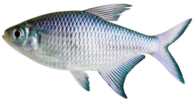 Silver fish with iridescent scales and fins