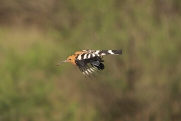 Eurasian hoopoe (Upupa epops) captured mid-flight with food in its beak in El Taray, Spain. Action wildlife stock photography with a beautiful, soft-focus green background. © PIOTR