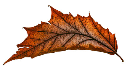 Fototapeta premium Autumn maple leaf with intricate veins, dry and curled edges