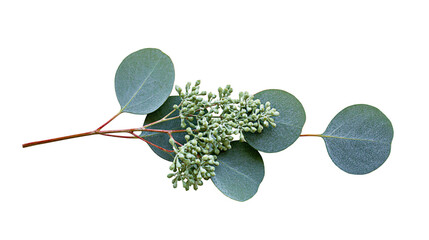 Eucalyptus branch with round leaves and small green buds © Patricia