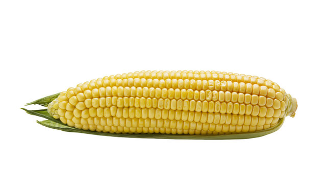 Fresh yellow corn cob with green leaves