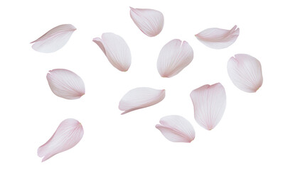 Scattered light pink cherry blossom petals © Patricia