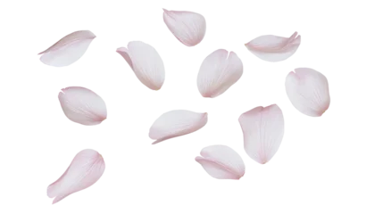 Fotobehang Bloesem Scattered light pink cherry blossom petals  © Patricia