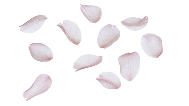 Scattered light pink cherry blossom petals