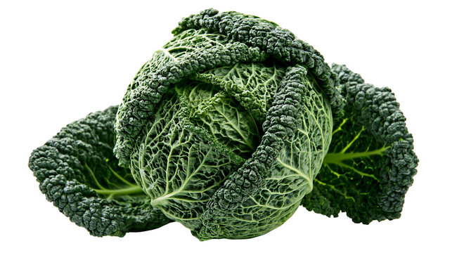Savoy cabbage with textured dark green leaves