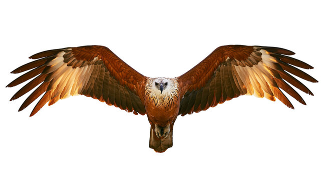 Brahminy kite bird with wings spread wide