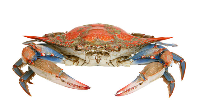 Blue Crab with Red Shell and Orange Spots