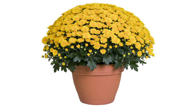 Yellow Chrysanthemum Bush in Terracotta Pot