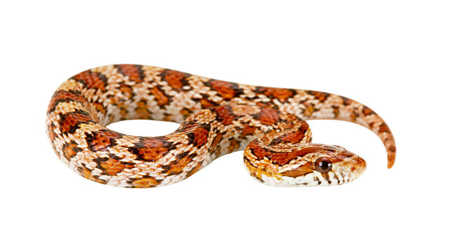 Orange and white patterned corn snake coiled on white