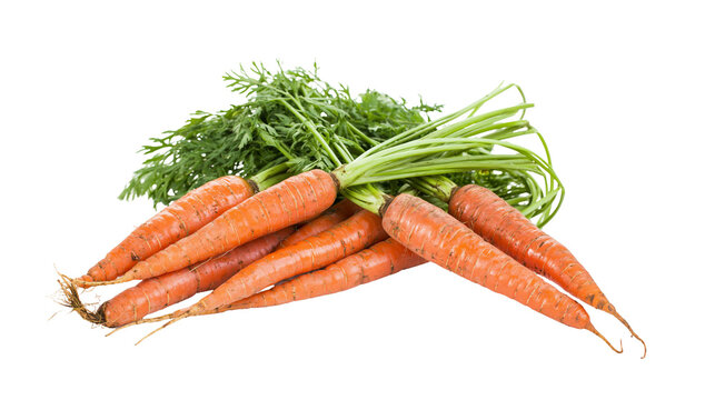 Fresh orange carrots with green leafy tops