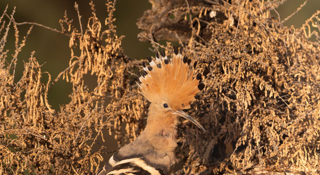 Eurasian hoopoe (Upupa epops) with fully opened crest in El Taray, Spain. Close-up portrait of an exotic wild bird against dry brush, ideal for wildlife stock photography.