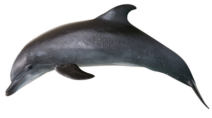 Gray dolphin swimming with streamlined body and dorsal fin © Nuria