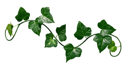 Green ivy vine with lobed leaves and curling tendrils © Paula