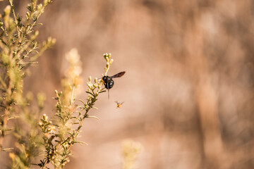 Fototapeta premium Hummingbird hovering to feed from small yellow desert blossoms on a scrub bush with warm golden bokeh