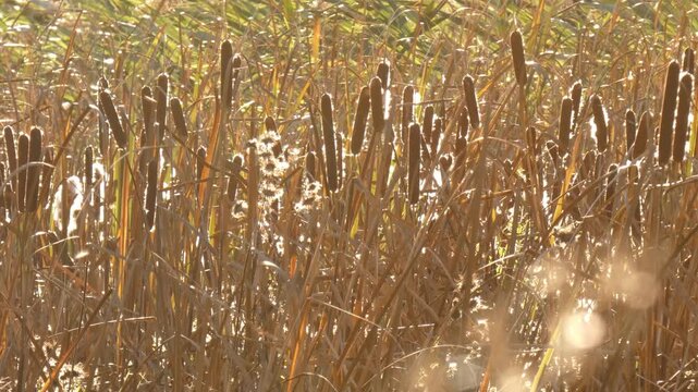 Dense marshland overview filled with dry brown cattails and fluffy reed grass. Intensive golden hour backlight creating bright bokeh circles. Wide shot, scenic atmosphere, camera pan. Harmony.