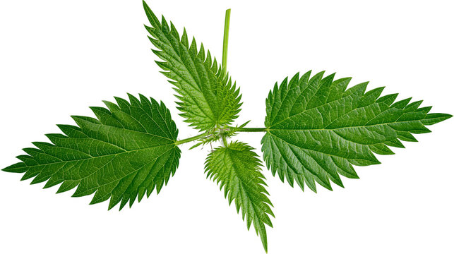 Green stinging nettle leaves with serrated edges and visible veins
