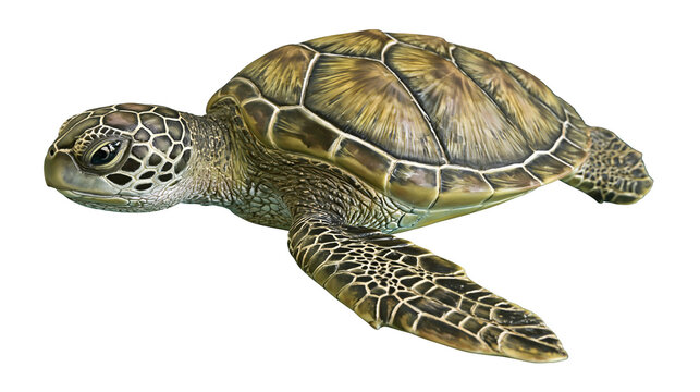 Green sea turtle swimming with detailed shell pattern