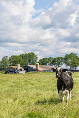 Cow grazing in a green pasture near a dairy farm with barns and silos under cloudy sky © Hilda Weges