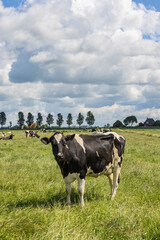 Fototapeta premium Black and white cow standing in a green pasture with herd and cloudy sky in the background