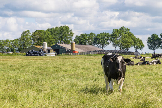 Cow grazing in a green pasture near a dairy farm with barns and silos under cloudy sky