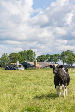 Cow grazing in a green pasture near a dairy farm with barns and silos under cloudy sky