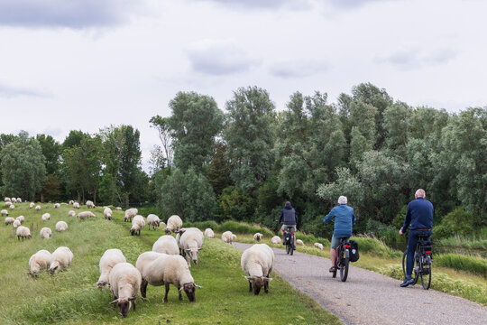 Three cyclists ride past grazing sheep on a dike in peaceful South East Friesland countryside