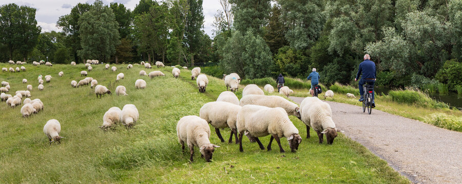 Three cyclists ride past grazing sheep on a dike in peaceful South East Friesland countryside