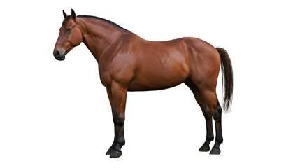 Naklejka premium Brown horse standing profile view