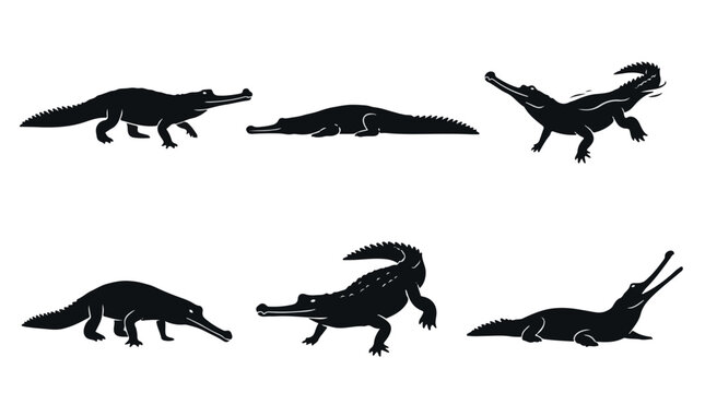 Silhouettes of multiple gharial crocodiles on white background
