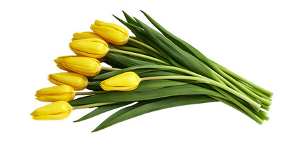Fototapeta premium Bunch of yellow tulips with green leaves