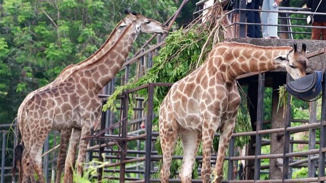Three giraffes eating leaves from trees in the African savannah safari during daytime, wild animals in their natural habitat.