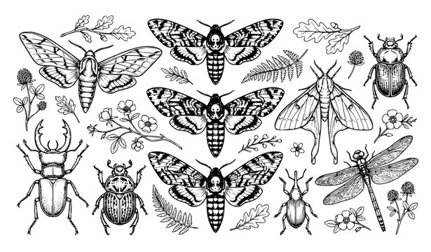 Sphingidae Hawk Moths and Beetles Hand Drawn Vector Coloring Pages EPS10