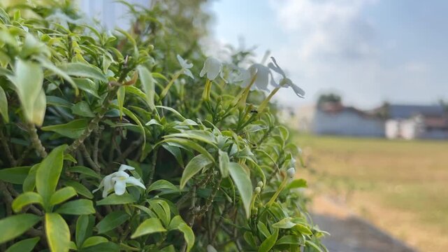 White flowers on a green shrub gently swaying in the breeze near a rural field.