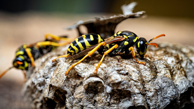The field wasps on their abandoned nest (Polistinae)